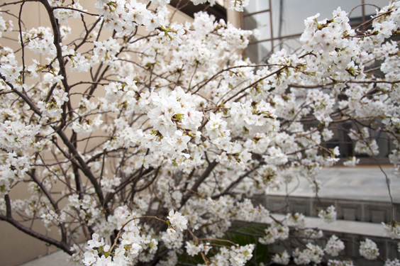 桜メニューのご案内