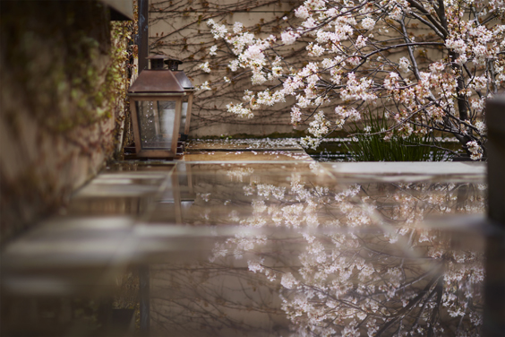 桜メニューのご案内